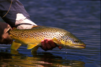 Missoula Guided Fly Fishing