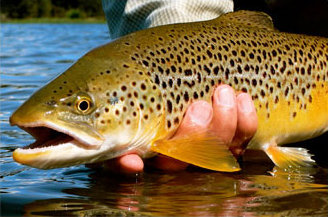 Missouri River Hatch Report – 4/12