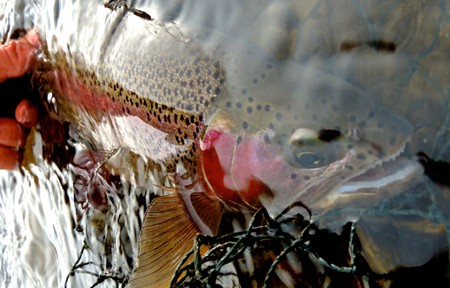 Clark Fork River Fishing Report – 5/29