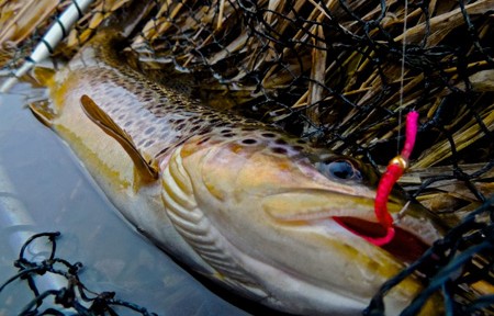 Missouri River Fishing Report – 3/18