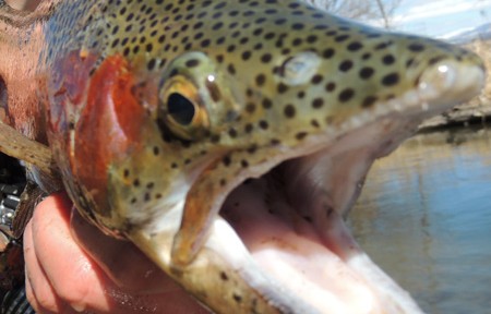 Missouri River Fishing Report – 5/31