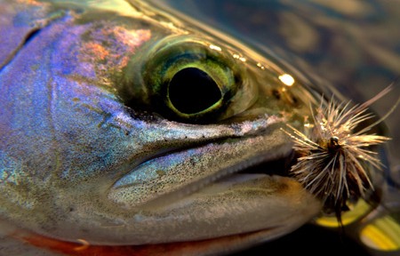 Clark Fork River Fishing Report – 8/28