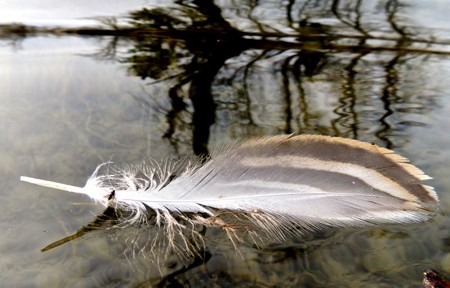 Clarkfork Guided Float trips