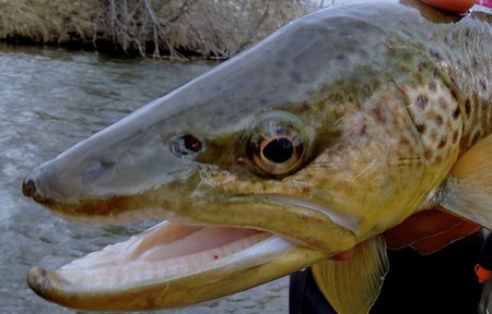 Clark Fork River Fishing Report – 7/24