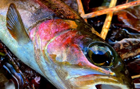 Blackfoot River Hatch Report – 4/16