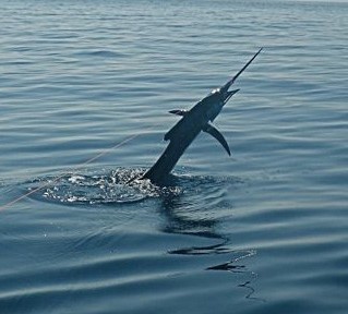 Crocodile Bay Costa Rica – Sailfishing