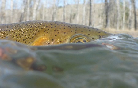 Rock Creek Hatch Report – 4/5