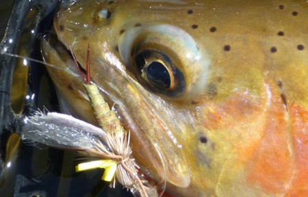 Blackfoot River Hatch Report – 4/12