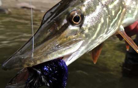 Clark Fork River Fishing Report – 7/27