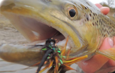 Missouri River Fishing Report –  3/10