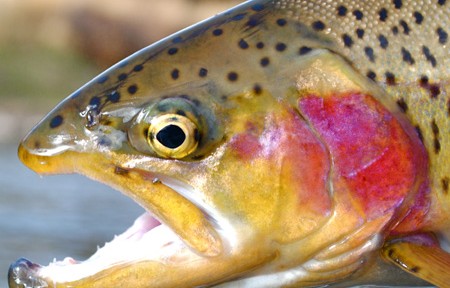 Clark Fork River Fishing Report – 7/6