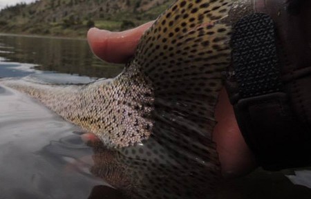 Missouri River Fishing Report – 6/8