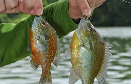 Clark Fork River Fishing Report – 7/29