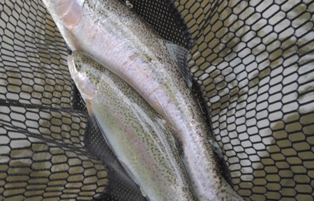 Rock Creek Fishing Report – 6/20