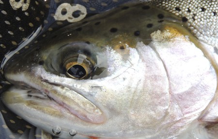 Rock Creek Fishing Report – 4/5