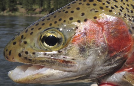 Clark Fork River Fishing Report – 7/19