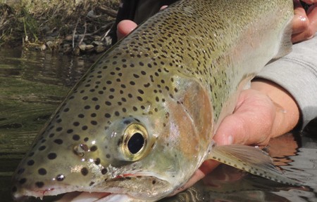 Rock Creek Fishing Report – 4/1