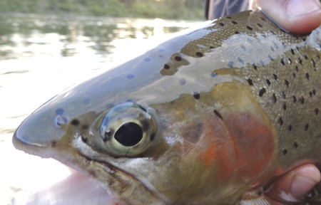 Blackfoot River Fishing Report – 10/18