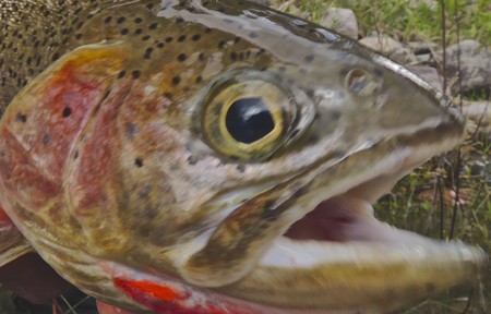 Clark Fork River Fishing Report – 8/9