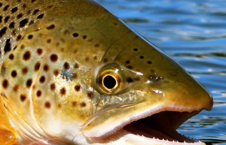 Clark Fork River Fishing Report – 5/19