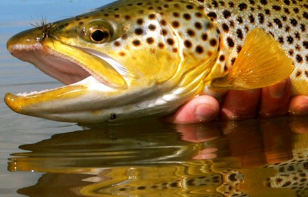 Clark Fork River Fishing Report – 7/20