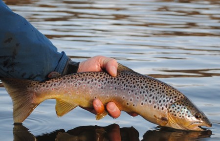 Missouri River Fishing Report – 7/10