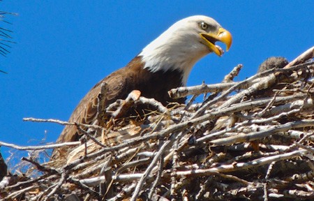 Clark Fork Fishing Report – 3/16