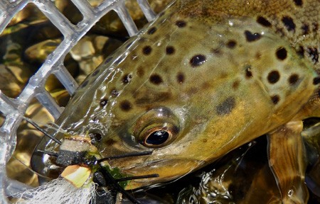 Clark Fork River Fishing Report - 3/27