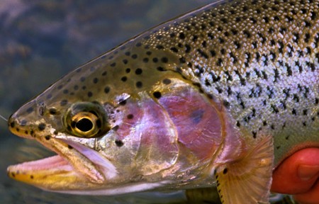 Rock Creek Fishing Report - 3/13