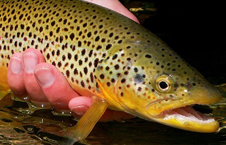 Rock Creek Fishing Report – 6/14