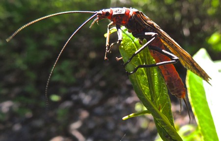 Salmon Fly Fishing on Rock Creek