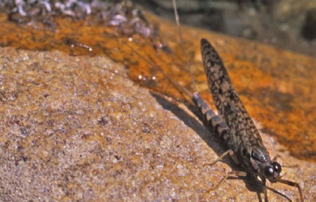 Rock Creek Fishing Report – 4/21