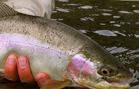 Clark Fork River Fishing Report – 5/2