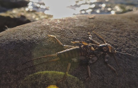 Blackfoot River Fishing Report – 4/11