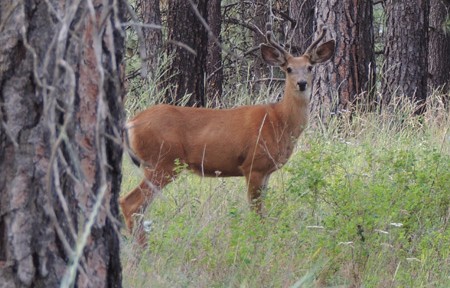 Blackfoot Fishing Report – 8/15