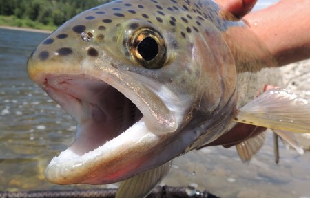 Missouri River Fishing Report – 6/10