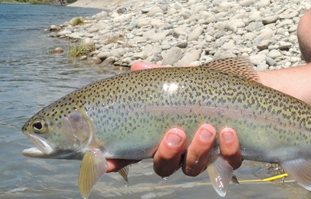 Guided Fishing Clark Fork River