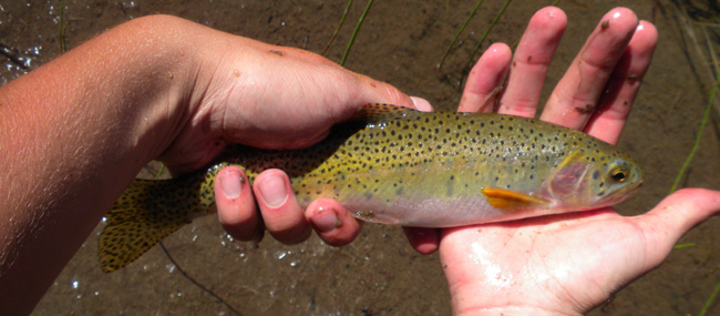 Clark Fork River Fishing Report - 3/27