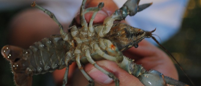 Fly Tying Clouser’s Crayfish