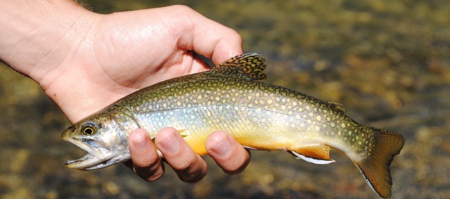 Blackfoot River Fishing Report – 3/21