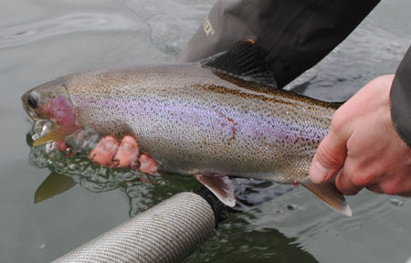 Rock Creek Fishing Report – 8/21