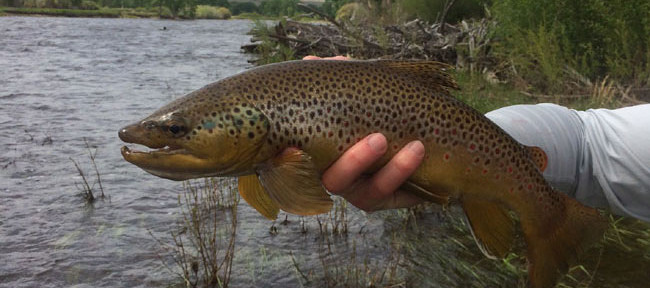 Blackfoot River Fishing Report – 8/24