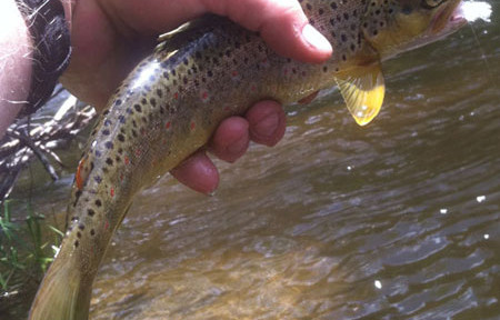 Rock Creek Fishing Report – 10/21