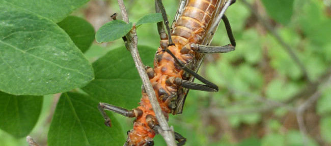 Fly Tying Salmonfly