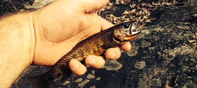 Rock Creek Fishing Report – 7/8