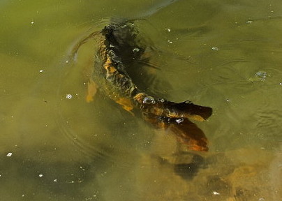 Carp Fishing The Missouri river