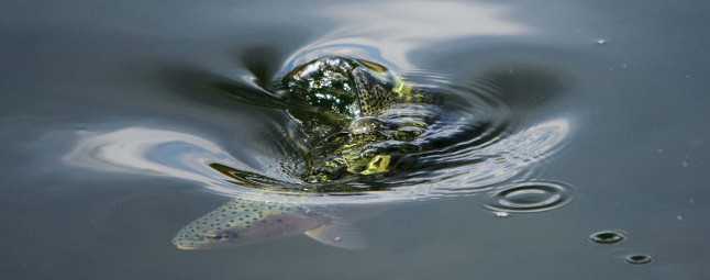 Clark Fork River Fishing Report – 3/12