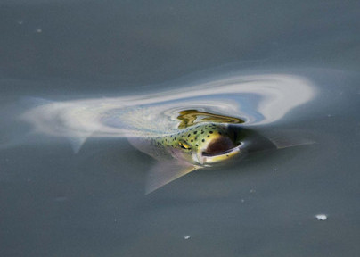 Clark Fork River Fishing Report – 11/9