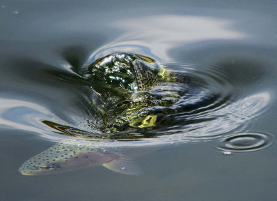 Clark Fork Fishing Report – 7/26