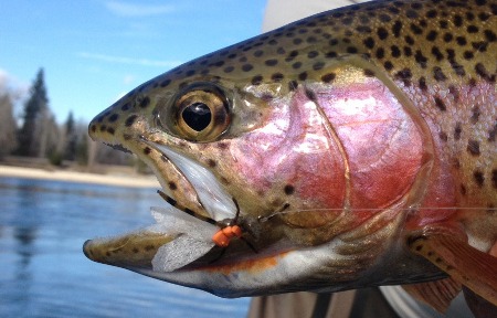 Clark Fork River Fishing Report – 3/9